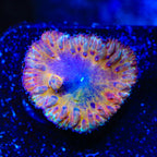 TSA Sunflower Blastomussa Coral