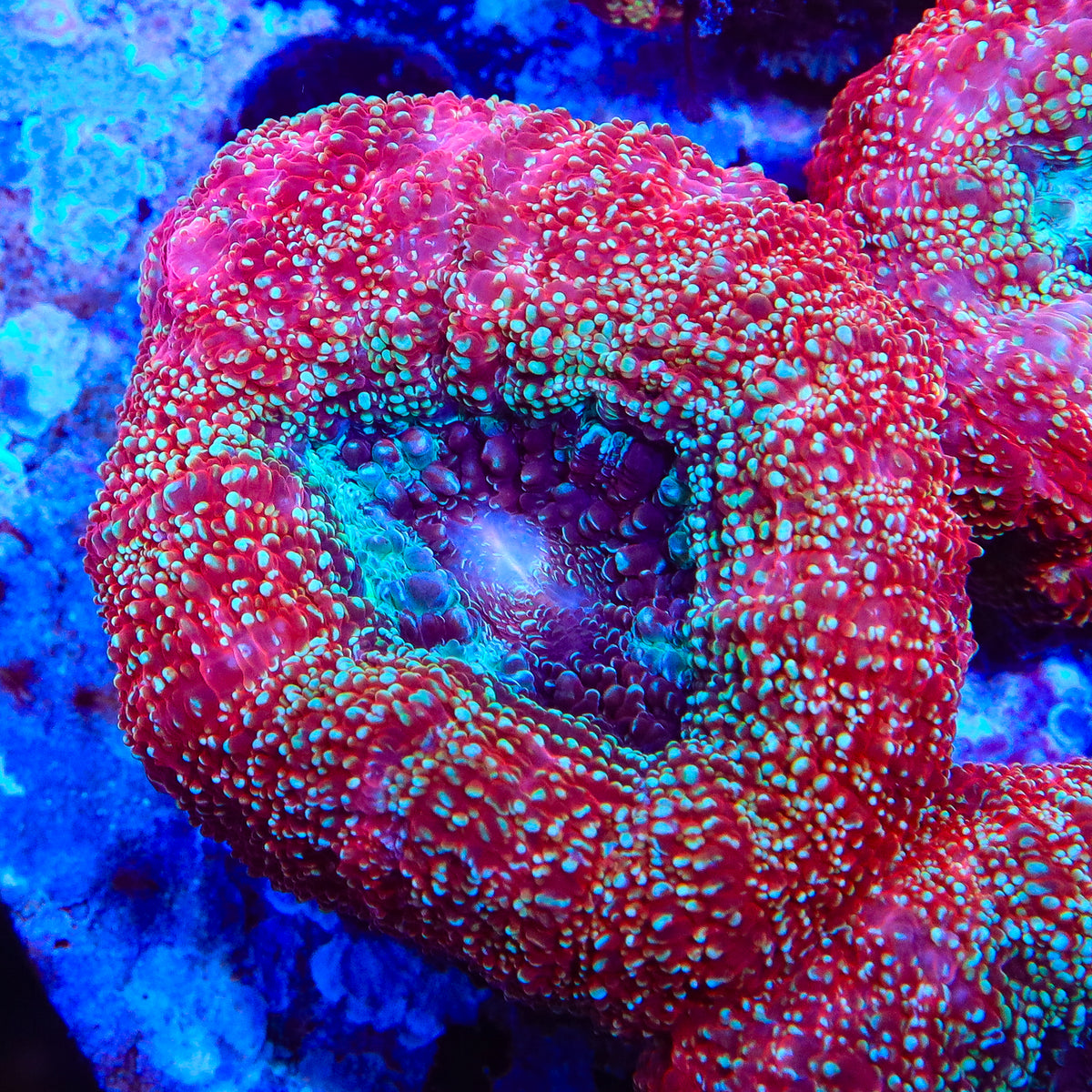 TSA Strawberry Bowerbankii Coral