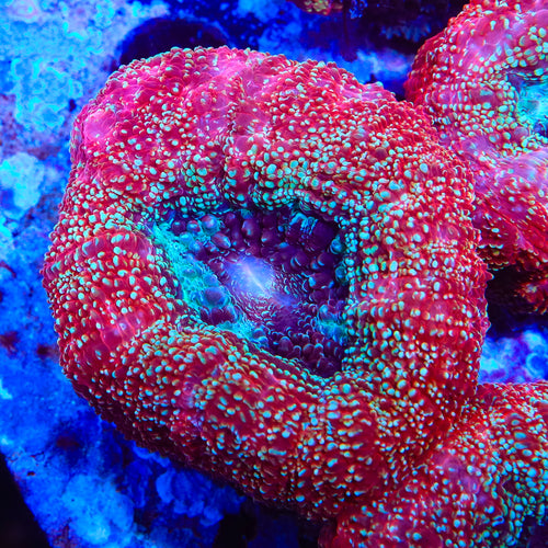 TSA Strawberry Bowerbankii Coral
