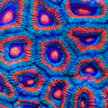 TSA Plasma Puff Micromussa Acan Coral