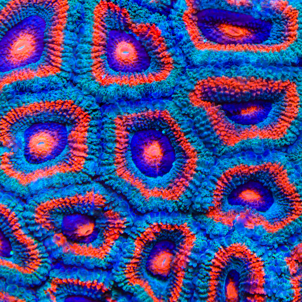 TSA Plasma Puff Micromussa Acan Coral