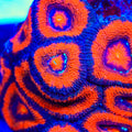 TSA Citrus Shock Micromussa Acan Coral