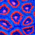 TSA Firecracker Micromussa Acan Coral