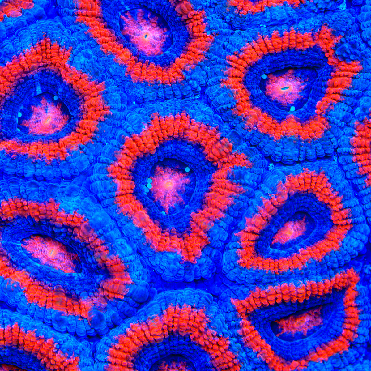 TSA Firecracker Micromussa Acan Coral