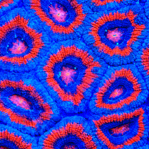 TSA Firecracker Micromussa Acan Coral