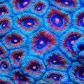 TSA Solar Sentinel Micromussa Acan Coral