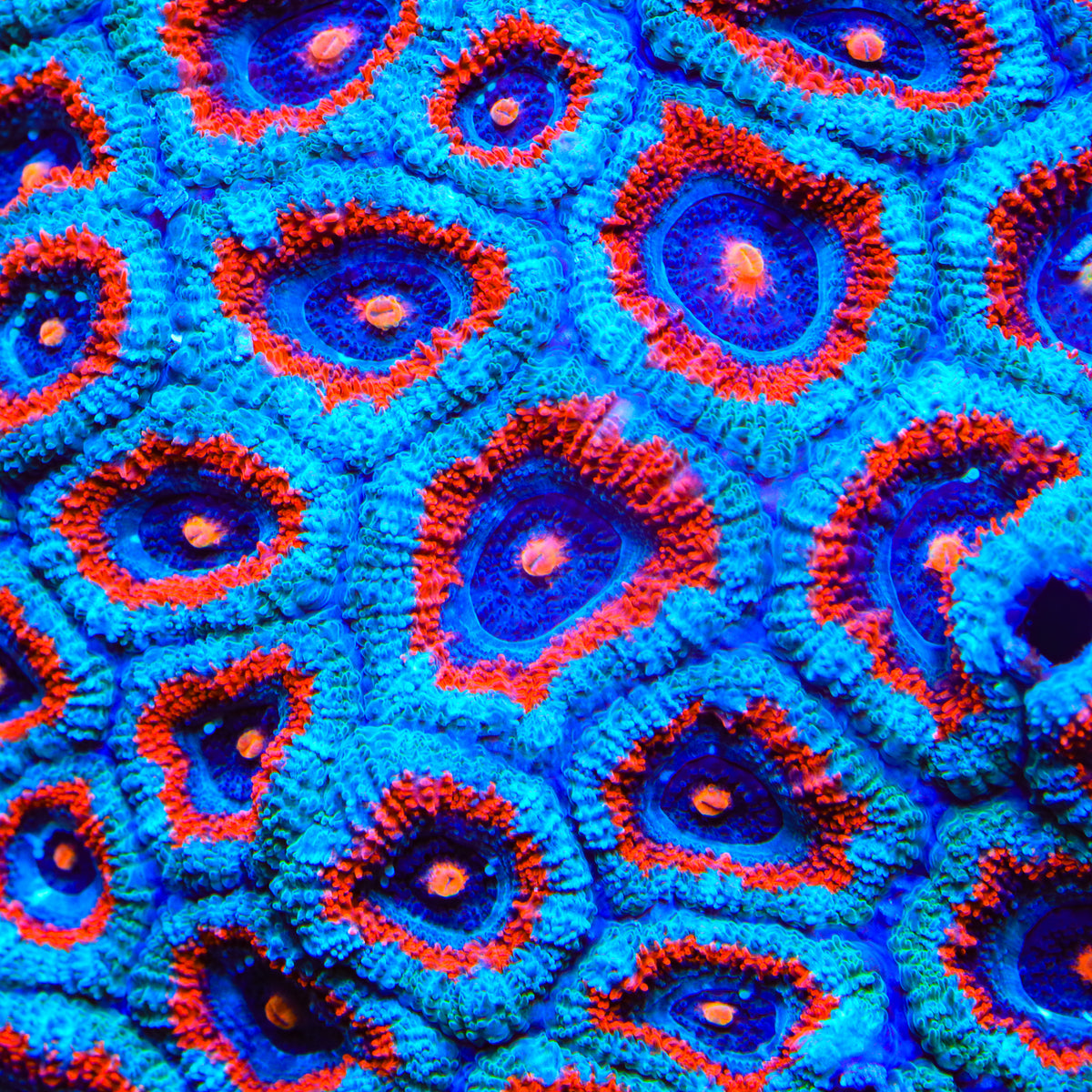TSA Solar Sentinel Micromussa Acan Coral