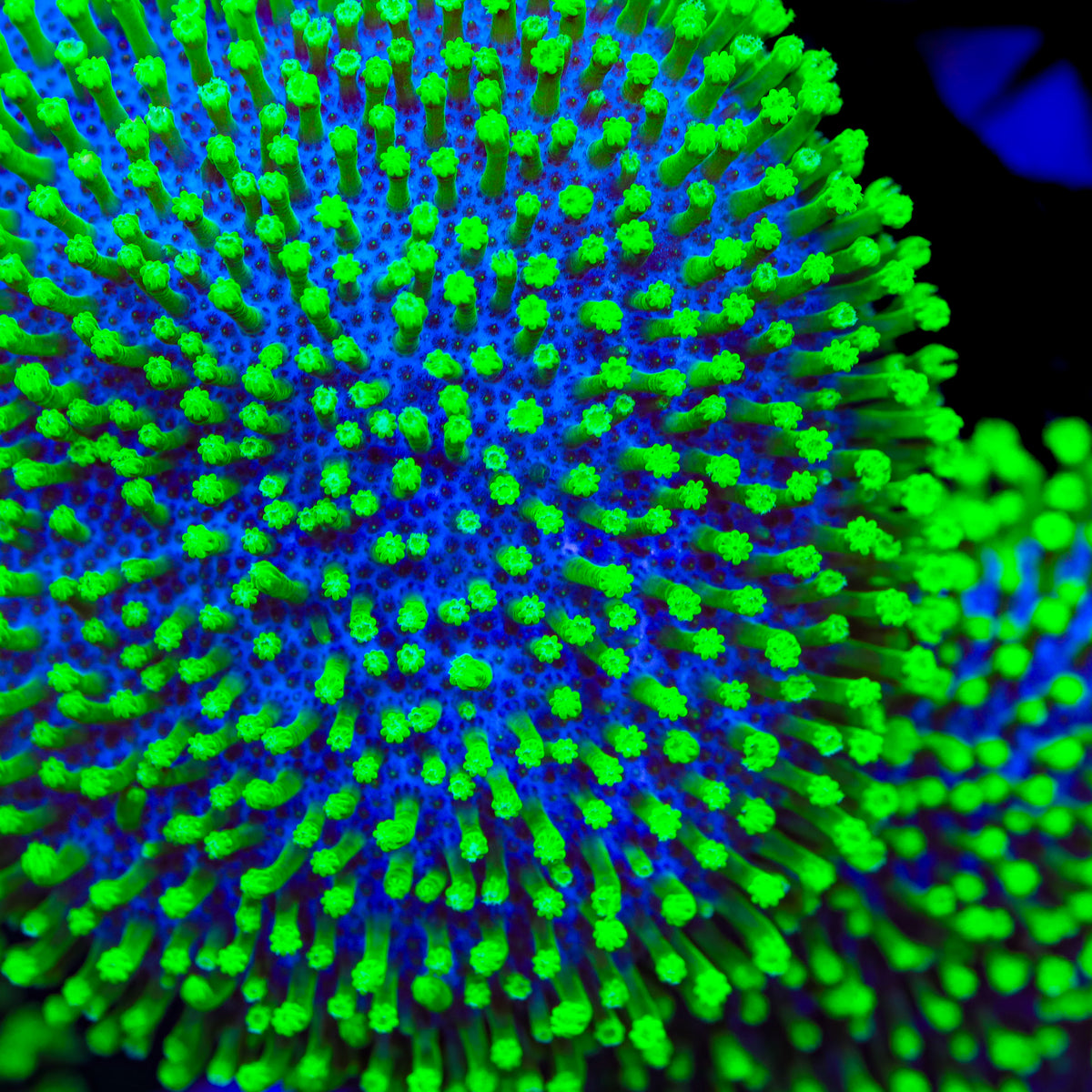 TSA Atomic Menace Toadstool Coral