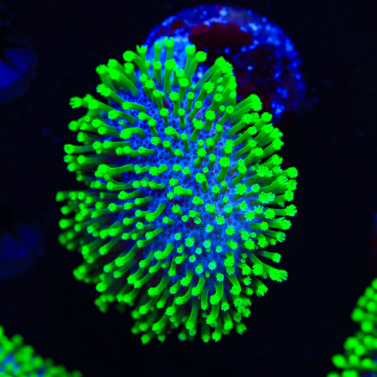 TSA Atomic Menace Toadstool Coral