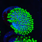 TSA Atomic Menace Toadstool Coral