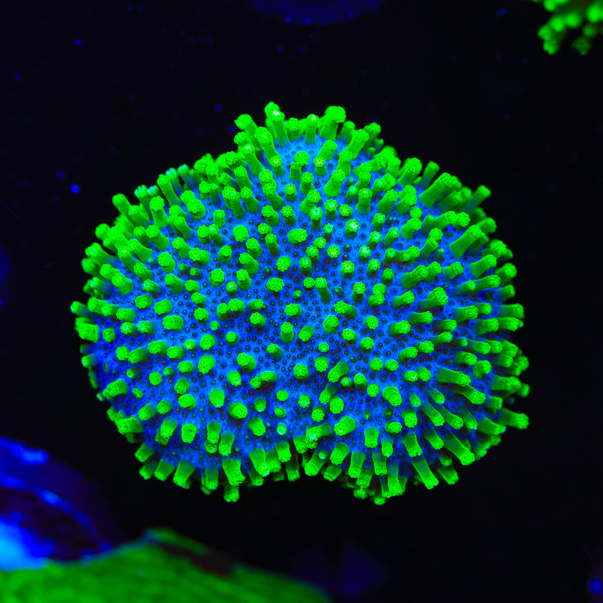 TSA Atomic Menace Toadstool Coral