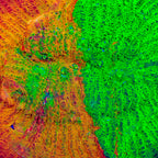 TSA Grafted Sunburst Chalice Coral