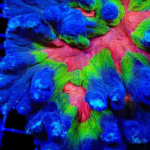 TSA Dragon Fury Pectinia Coral