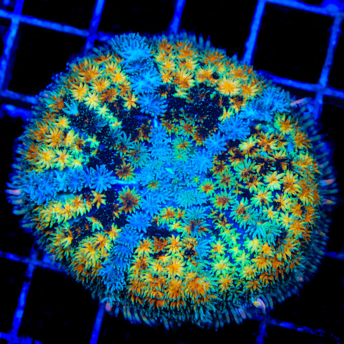 TSA Golden Galaxy Persian Rug Mushroom Coral