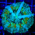 TSA Reef Reaper Persian Rug Mushroom Coral