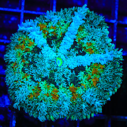 TSA Reef Reaper Persian Rug Mushroom Coral