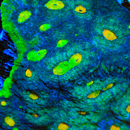 TSA Ice Age Chalice Coral