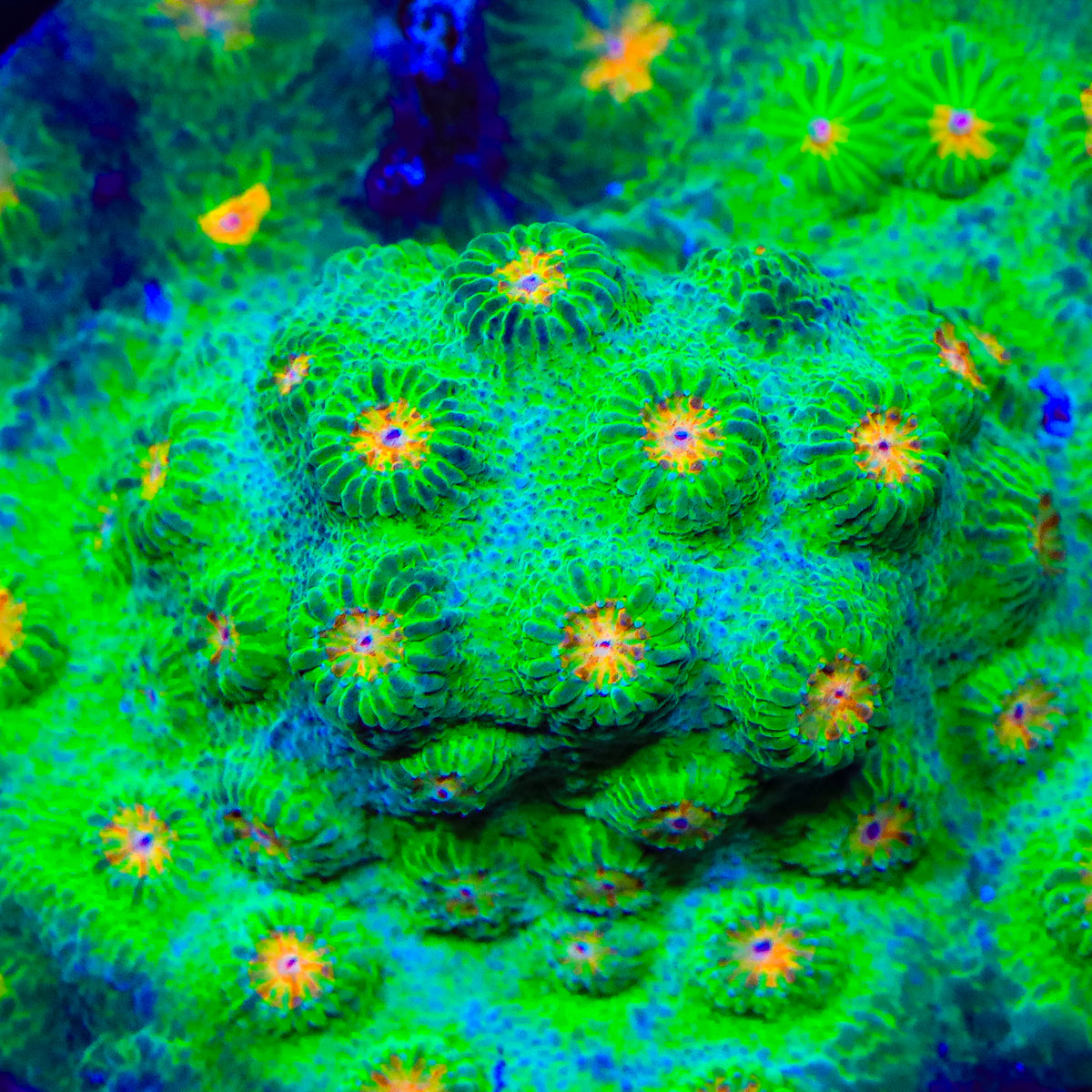 TSA Electric Confetti Cyphastrea Coral