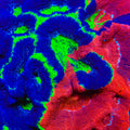 TSA Rainbow Master Swirl Bowerbankii Coral