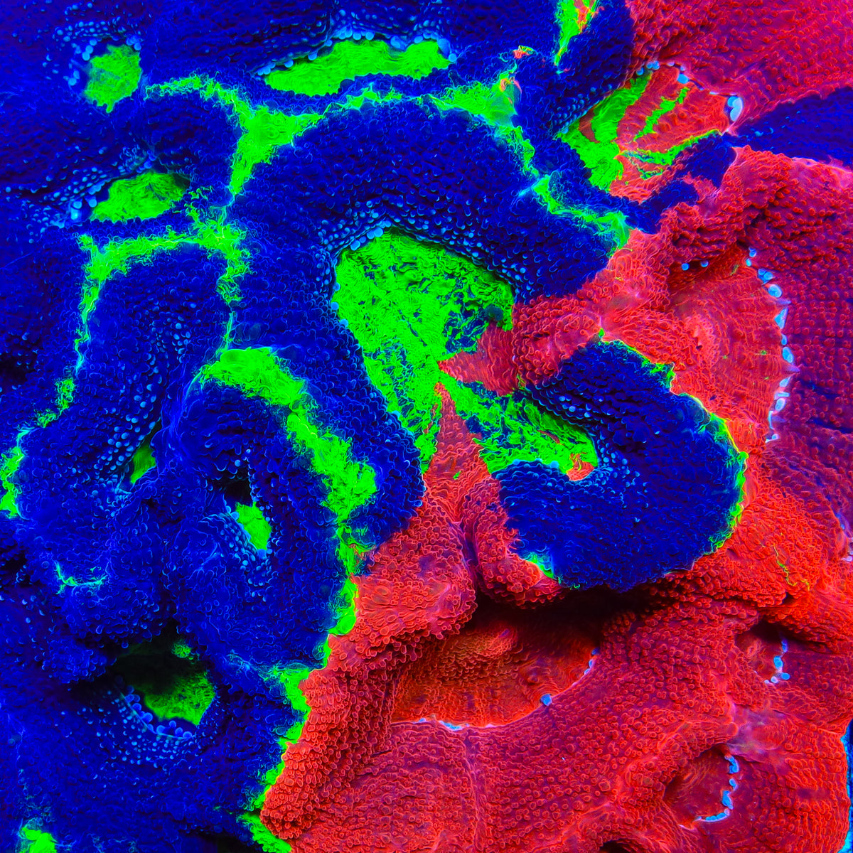 TSA Rainbow Master Swirl Bowerbankii Coral