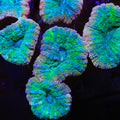Atomic Lobophyllia Coral
