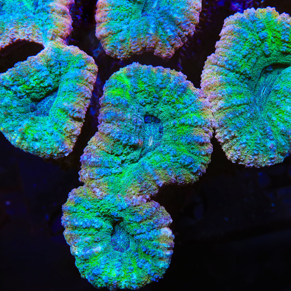Atomic Lobophyllia Coral