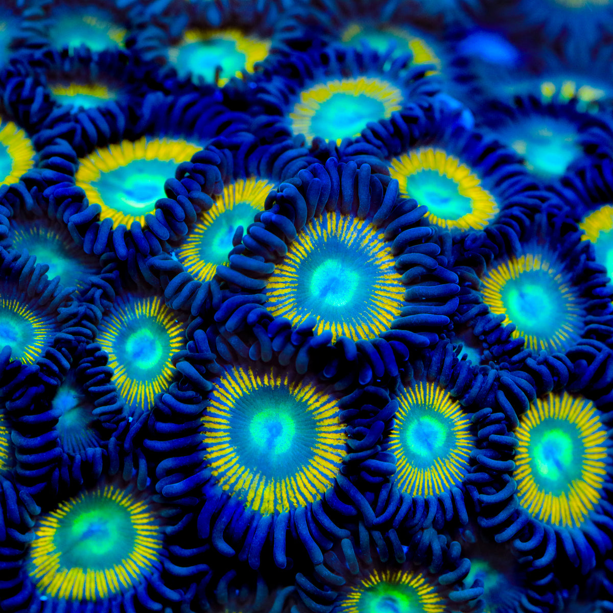 TSA Space Cadet Zoanthids Coral