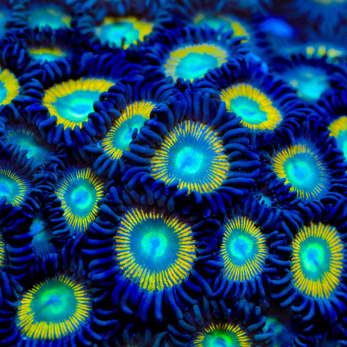 TSA Space Cadet Zoanthids Coral