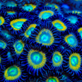 TSA Space Cadet Zoanthids Coral