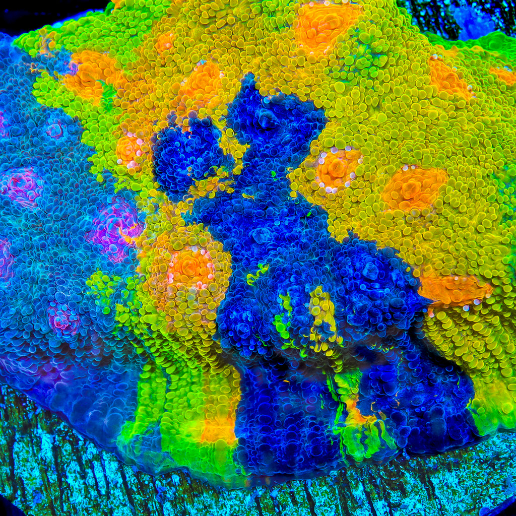 Crayola Meltdown Chalice Coral