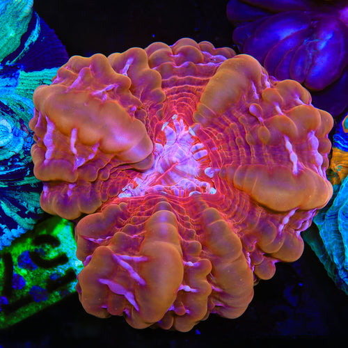 Rainbow Indophyllia Coral