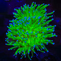TSA Glitter Torch Coral