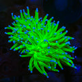 TSA Holy Torch Coral