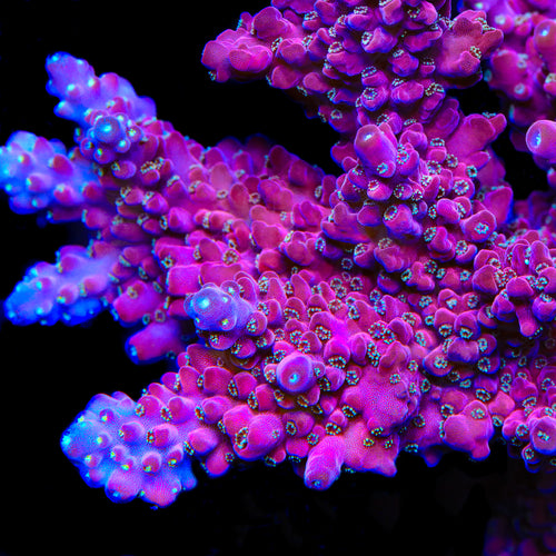 TSA Dantes Inferno Acropora Coral