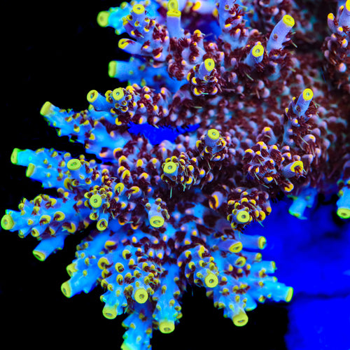 TSA Spyro the Dragon Acropora Coral