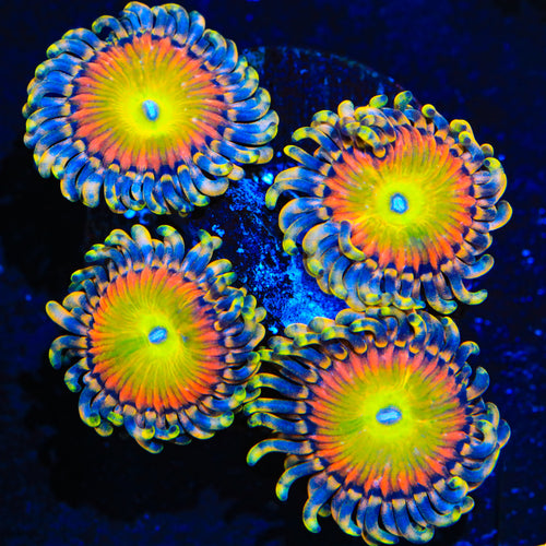 TSA Bowsers Revenge Zoanthids Coral