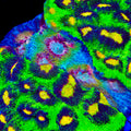 TSA Grafted Demogorgon Raja Chalice Coral
