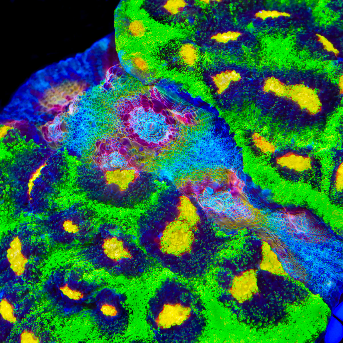 TSA Grafted Demogorgon Raja Chalice Coral
