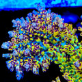 TSA Banana Split Acropora Coral