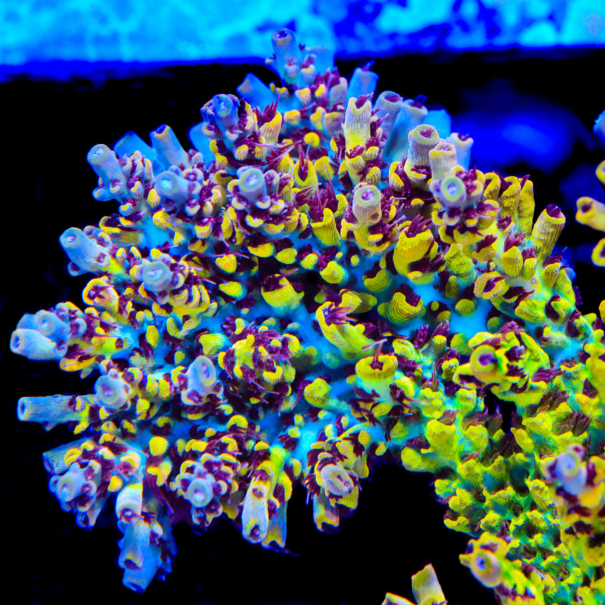 TSA Banana Split Acropora Coral