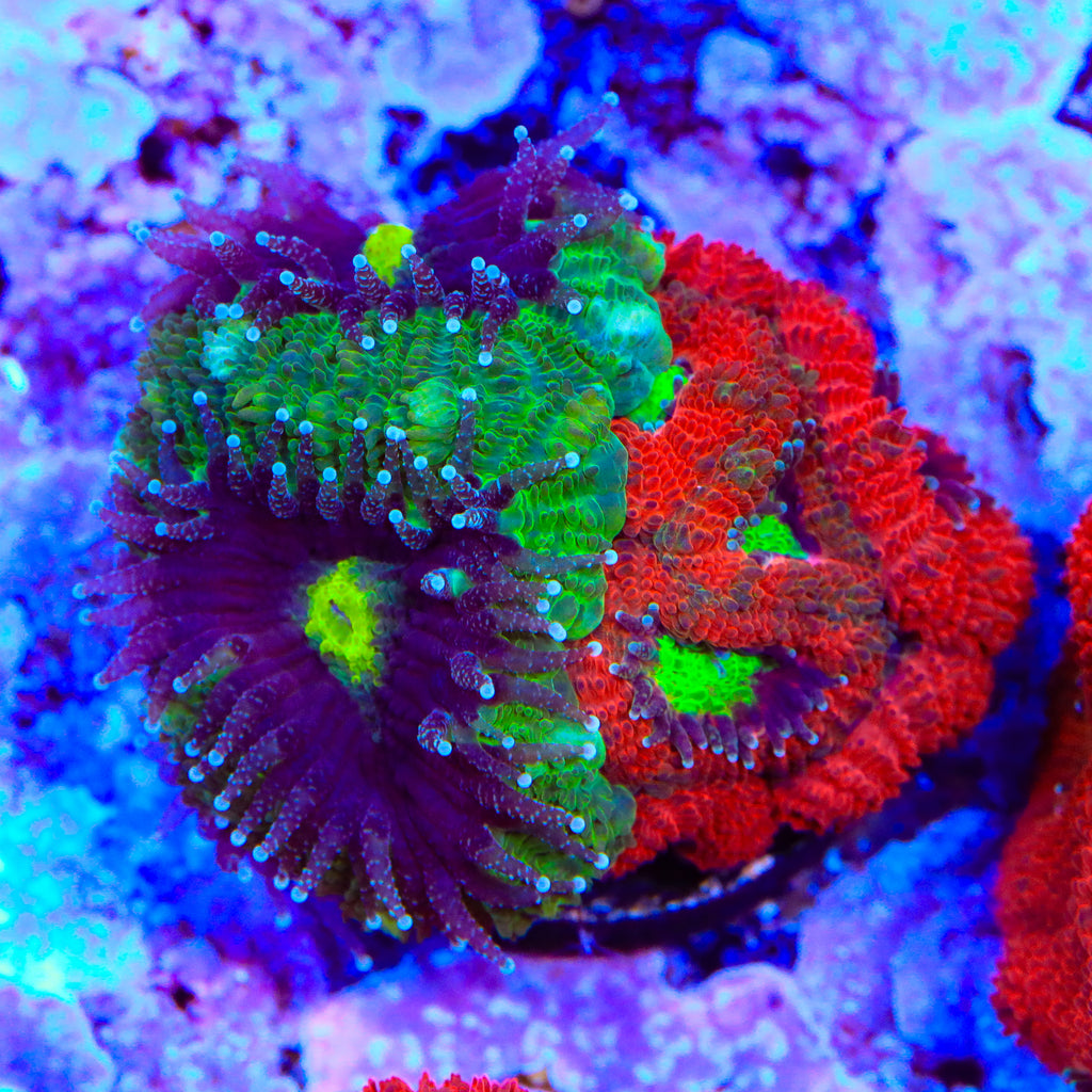 TSA Xmas Micro Acan Coral