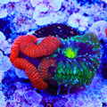 TSA Xmas Micro Acan Coral