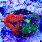 TSA Xmas Micro Acan Coral