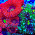 TSA Xmas Micro Acan Coral