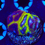 TSA Flavor Blast Favia Coral
