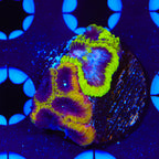 TSA Flavor Blast Favia Coral