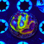 TSA Flavor Blast Favia Coral