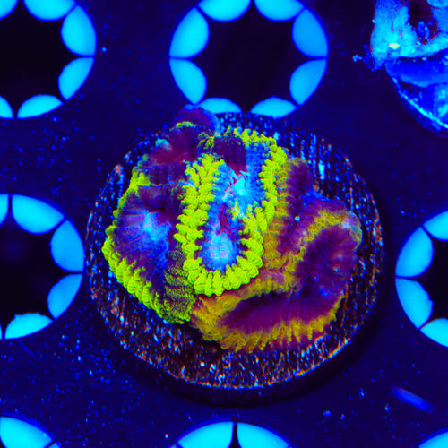 TSA Flavor Blast Favia Coral