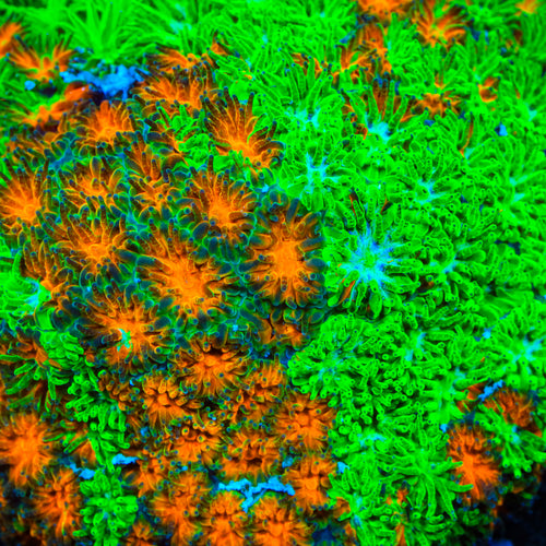 TSA Grafted Two to Tango Leptastrea Coral