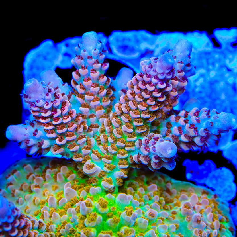 Affirm Fish TSA Dragonfruit Fury Acropora Coral – Cut to Order